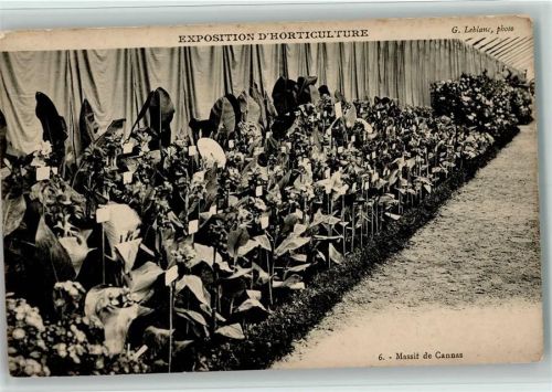 Nr. 6 Massif de Cannas - Exposition Horticulture