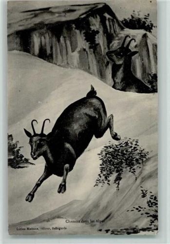 Chamois dans les Alpes AK Gams