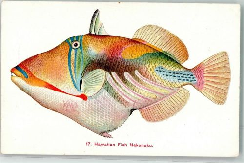 Honolulu Hawaii Nakunuku Fisch Ort lt. Verlag