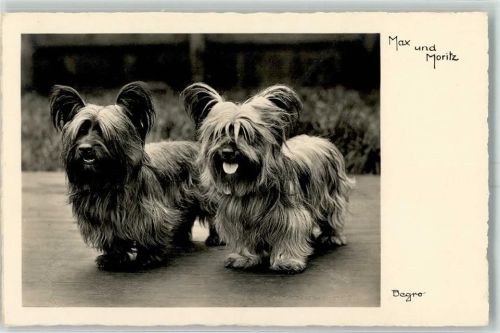 Skye Terrier Max und Moritz AK Terrier 1932 Foto AK