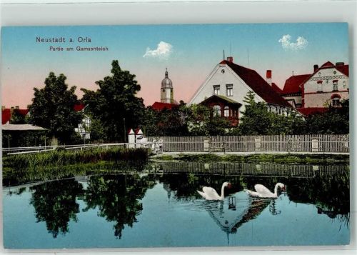 Neustadt Schwäne auf dem Gamsenteich