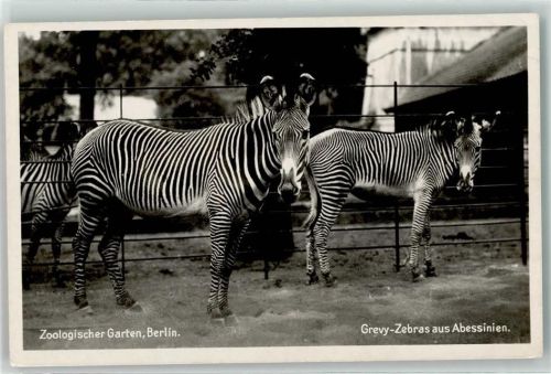 Berlin Mitte Zoologischer Garten Grevy-Zebras aus Abessinien