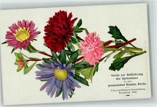 Berlin, unsortiert 1905 Verein zur Beförderung des Gartenbaues in den preussischen Staaten Chrysanthemum-Ausstellung