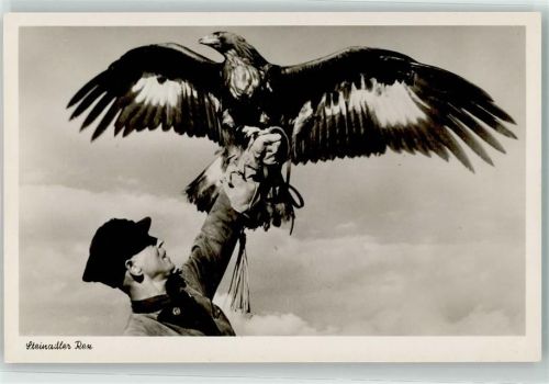 W4970 Bad Oeynhausen Steinadler Rex Falkengarten am Siel Raubvogel