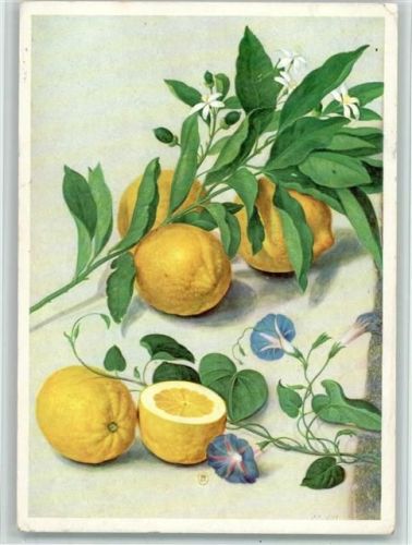 Zitronenzweig und Gartenwinde von Johann Jakob Walther, sehr Das Eposkop. Die Kartei des Wissens - J 21 Nr. 12 - Obstschädlinge, gute Erhaltung