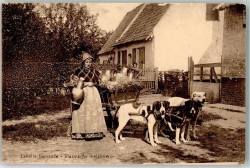 Laitiere flamande - Vlaamsche melkboerin