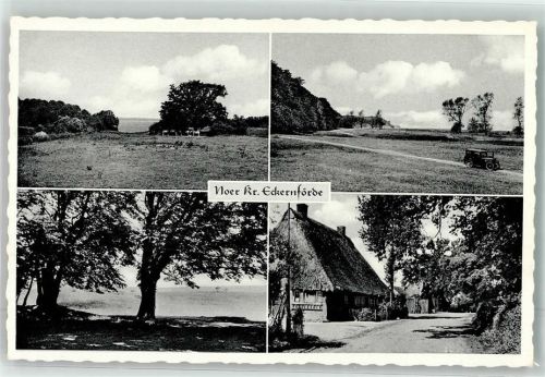 Noer Oldtimer Kühe