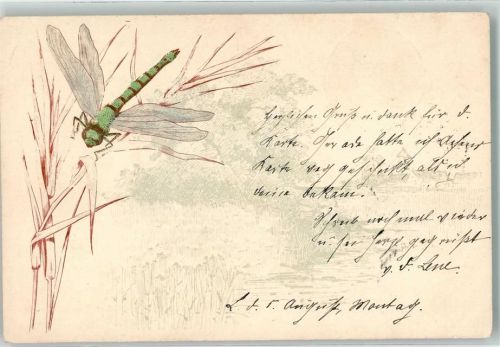 1901 Eine Libelle sitzt auf Grashalm