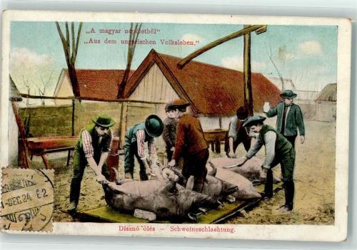 Schweinschlachtung Ungarisches Volksleben Motiv Ungarn 1913