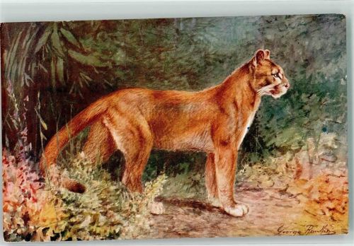 Puma sign. George James Rankin Verlag Salmon J. England Nr. 776 Raubkatze Künstlerkarte