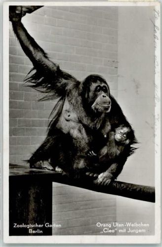 1941 Zoo Berlin Orang Utan Weibchen mit Cleo dem Jungen