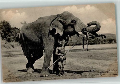 Arbeitselefant in Indiien AK Elefant