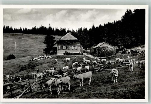 79674 W7868 Todtnau Foto AK Gasthaus Gisiboden