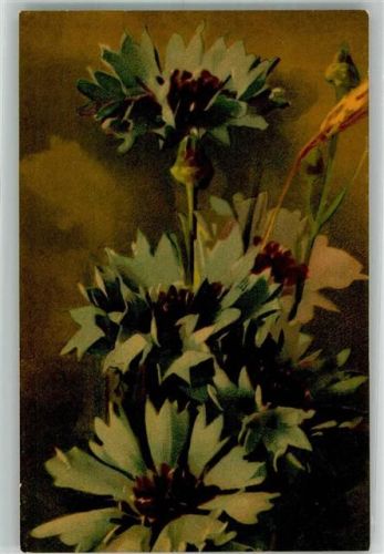 Kornblumen Wenau W. u. N. No. 512