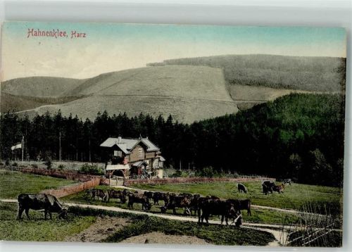 Hahnenklee 1910 Kühe