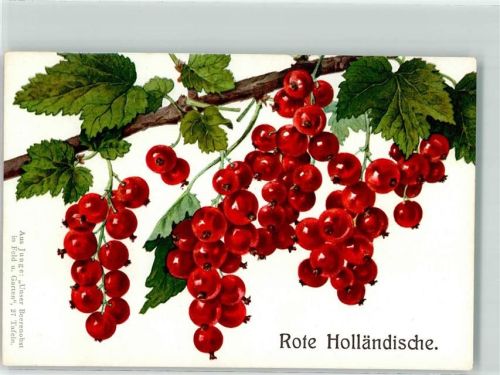 Rote Holländische Aus Junge : Unser Beerenobst in Feld und Garten 27 Tafeln