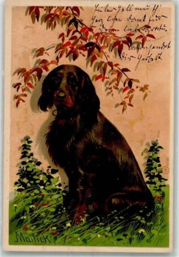 1904 Deutsch Langhaar Winkler u. Voigt 5130