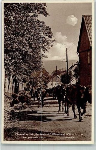 Buntenbock Dorfstrasse Kuhherde