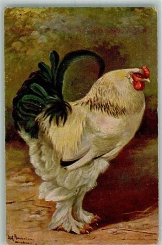 1918 sign. Schonian, Alfred Ein prachtvoller Hahn