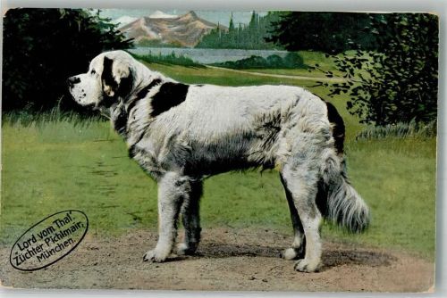München 1918 Lord vom Thal Züchter Pichlmair/ München