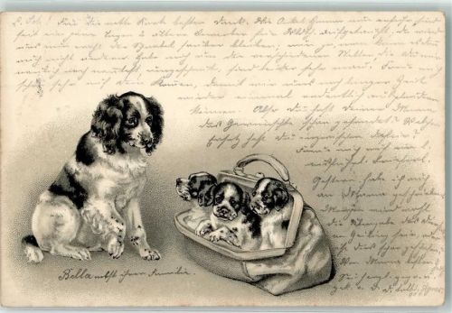 1901 Hundemutter mit ihren drei Welpen in einer Tasche Lithographie