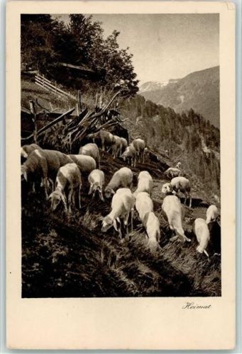 Schafherde am Berghang ca 1927 AK