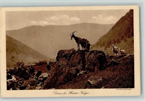 Dans les Hautes Vosges - Bergziegen