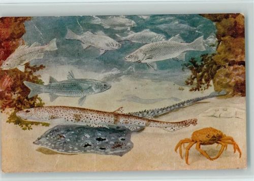 Aquarium Künstlerkarte