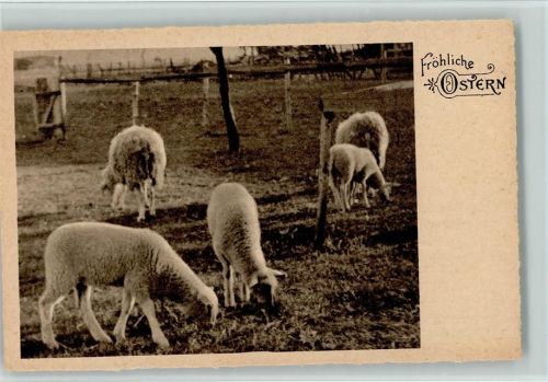 Ostern - Schafe