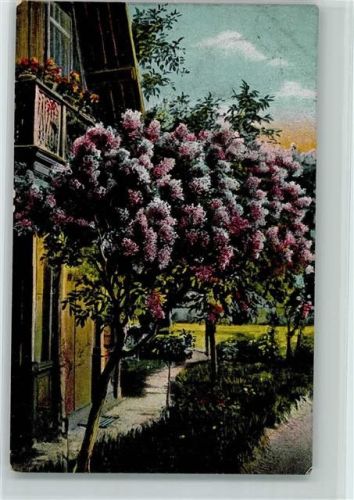 1917 Bauernhaus und ein Fliederbaum im Garten AK