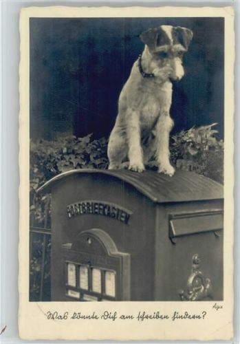 Hund sitzt auf dem Briefkasten 1938 Foto AK