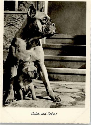 Bulldogge Boxer und Welpe Foto, Gunkel 3057 AK