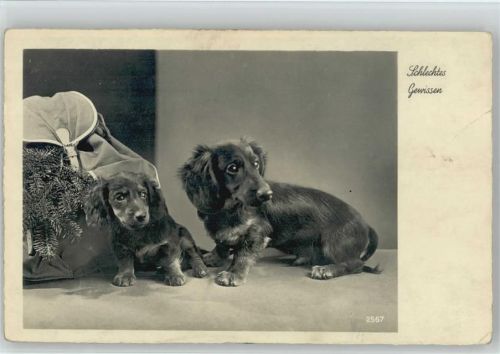 1950 Schlechtes Gewissen 2 Dackel u. Rucksack Foto AK