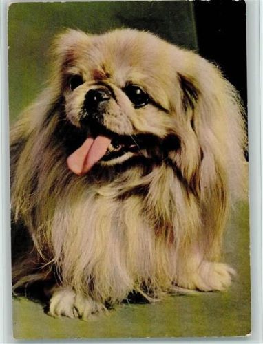 Pekinese , Popp Karte FF349 AK