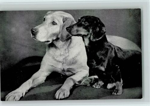 Labrador und Dackel