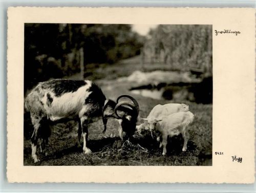 Popp Karte 5421 - Bock hat Zwillinge