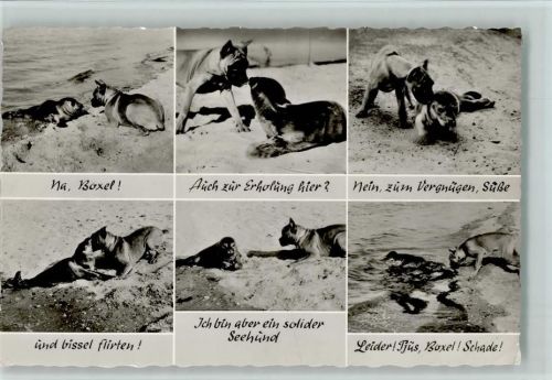 Sylt - seltsame Begegnung am Strand - Hund und Seehund
