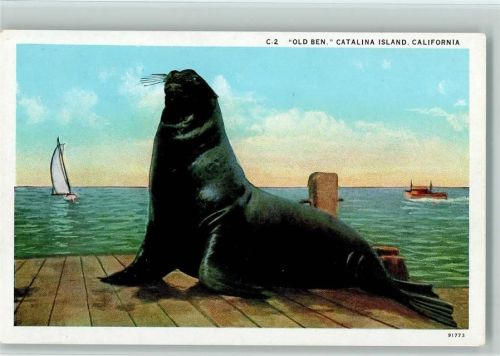 Old Ben - Catalina Island, Californien USA