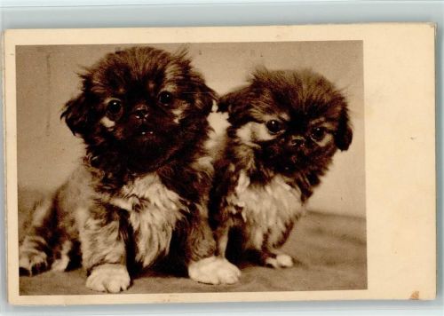 Zwei kleine Pekinesen Welpen 1928 AK
