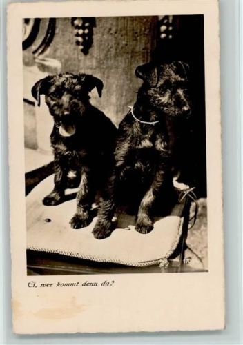 Rassehunde - Wer kommt denn da , Foto 1940 AK