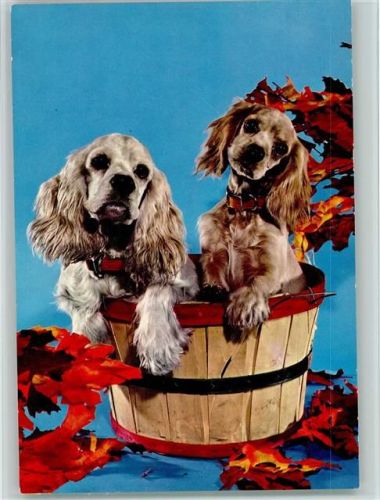 Spaniel Welpen im Fass Spaniel
