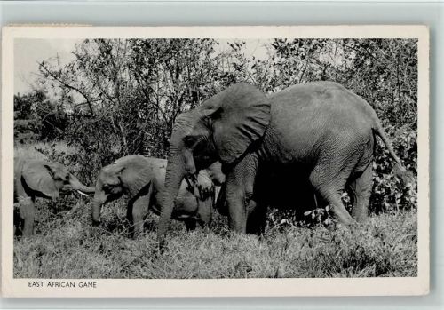 East African Game - Edition Africa in pictures AK Elefant 1952