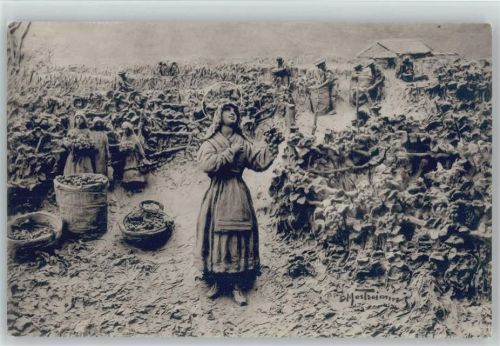 Weinlese - Little Madleine Sophy taking part in the vintage -