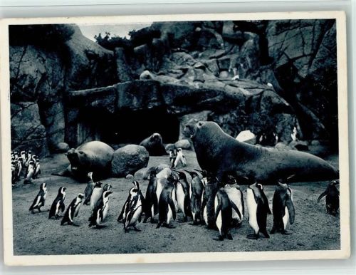 Südpolar Panorama - See Elefanten und Pinguine 1942 AK