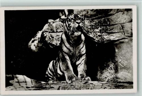 Ostsibirischer Tiger Foto AK
