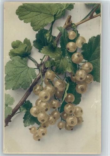 1908 Rommel Nr. 708 Stachelbeeren