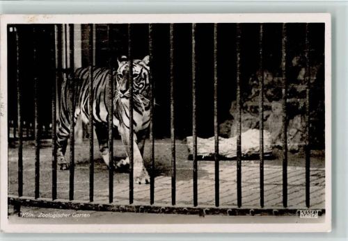 Köln Stadt Tiger Zoologischer Garten
