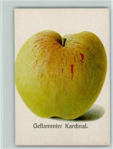 Geflammter Kardinal, ca 1920 AK