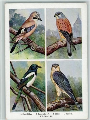 Die Vögel unserer Heimat - Nr. 1-4, Eichelhäher, Turmfalke, Elster, Sperber - Bunttafeln aus dem Buch von Sebastian Pfeifer