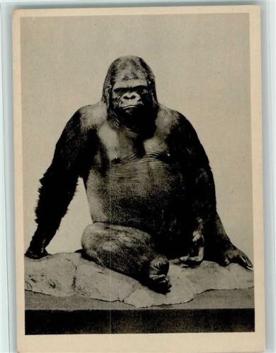 Gorilla "Bobby" aus dem Zoo Berlin